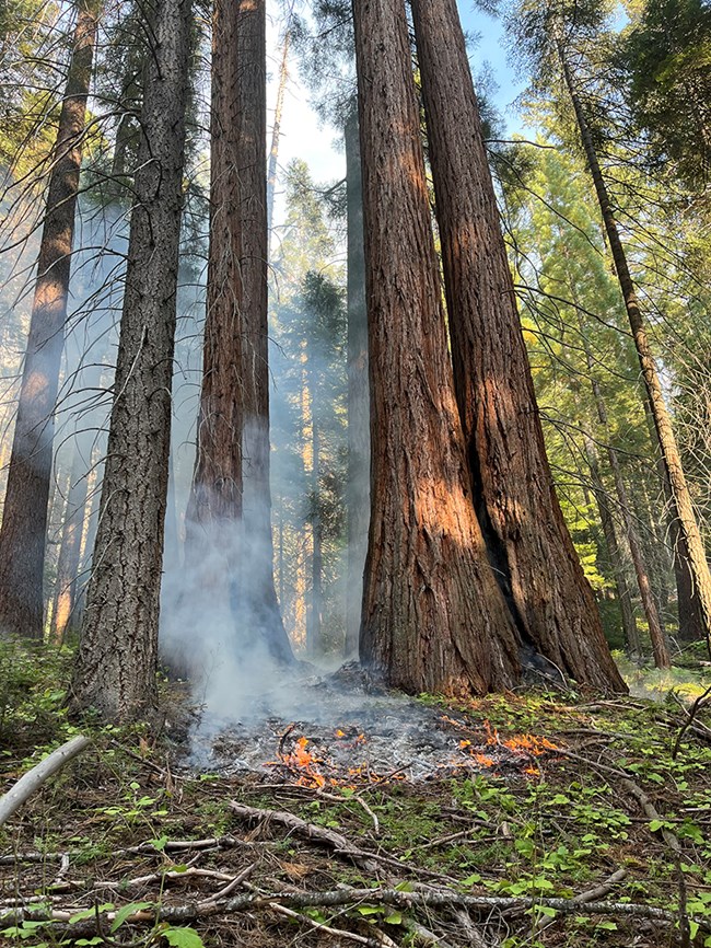 Small flames burn the ground vegetation under large trees.