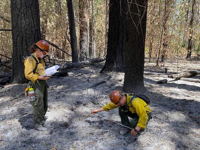 Yosemite National Park staff take measurements to analyze burn objectives.