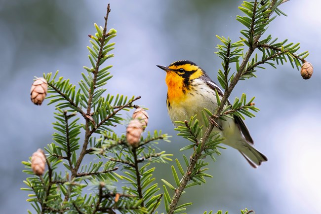 A bird with black and white feathers and orange around its face.