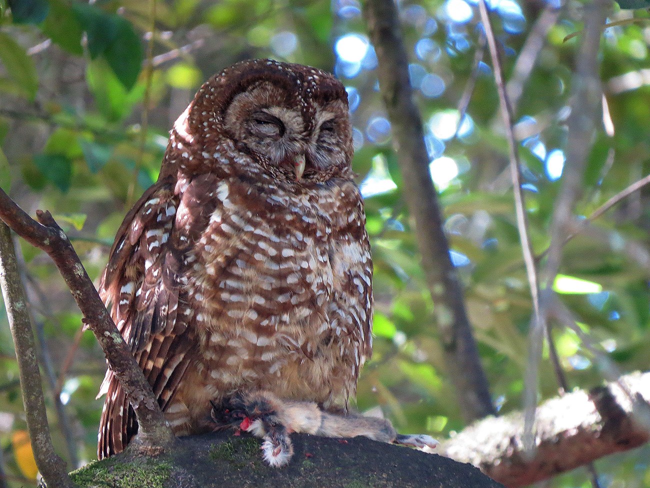 Northern spotted owl A brown owl with striking markings sits on a tree branch in a forest with a furry animal in its talons