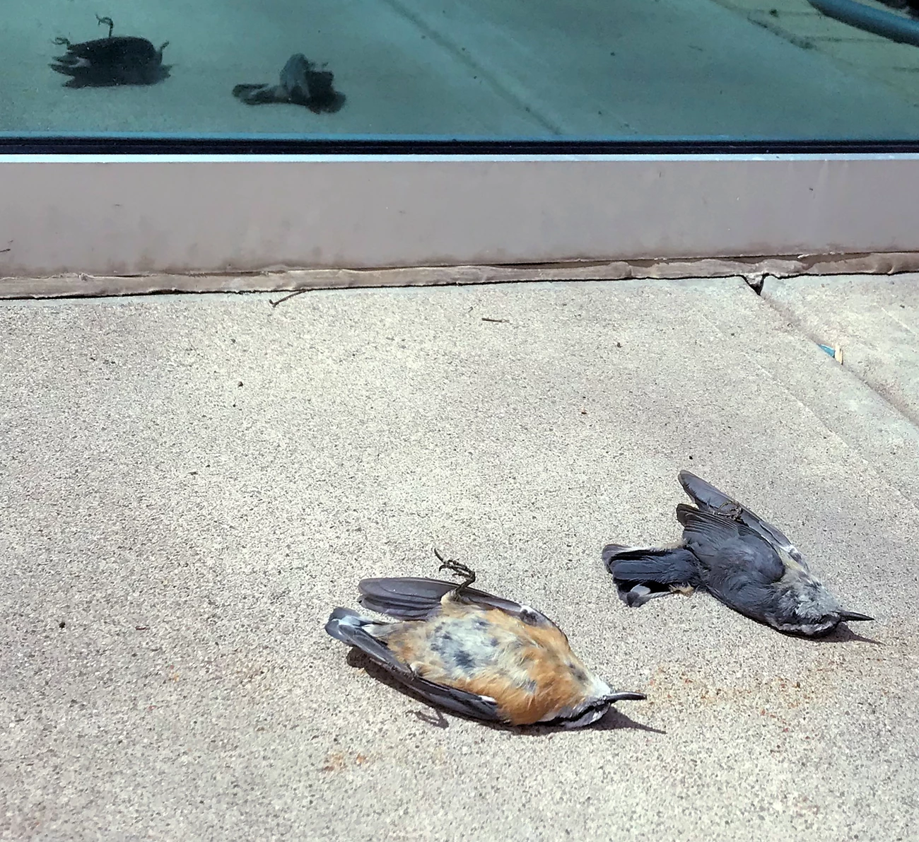 Nuthatches Two birds dead on a sidewalk adjacent to a blue tinted window, which reflects their lifeless bodies.
