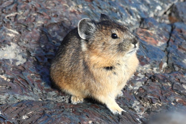Pikas at Craters of the Moon (U.S. National Park Service)