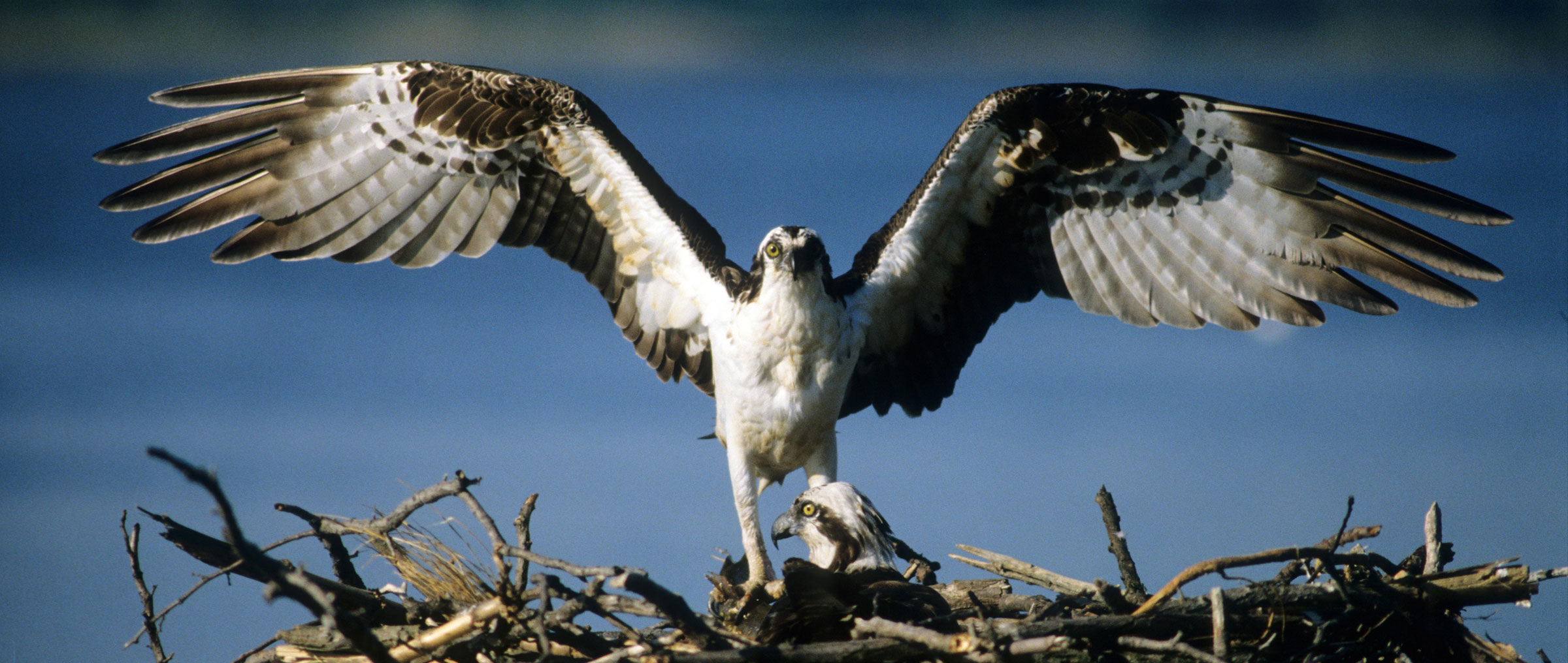 Osprey Identification, All About Birds, Cornell Lab of Ornithology