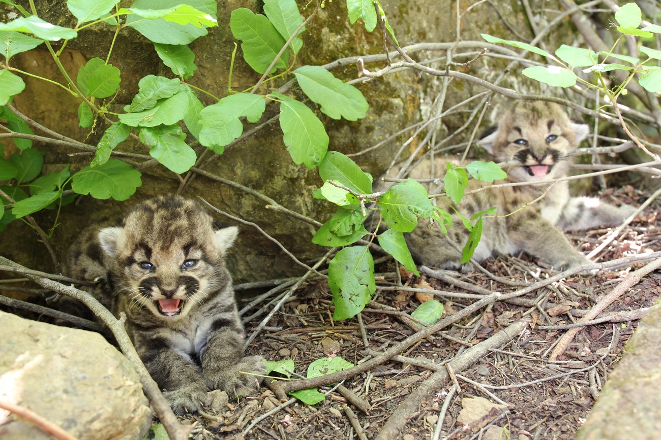 Puma kittens at their den surrounded by poison oak leaves.
