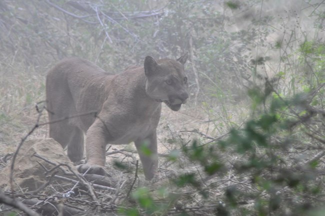 Mountain lion among grass and brush.