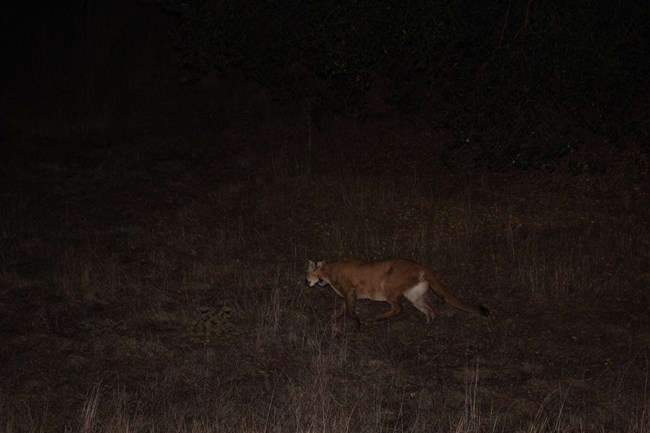 Mountain Lion walking in field at night.