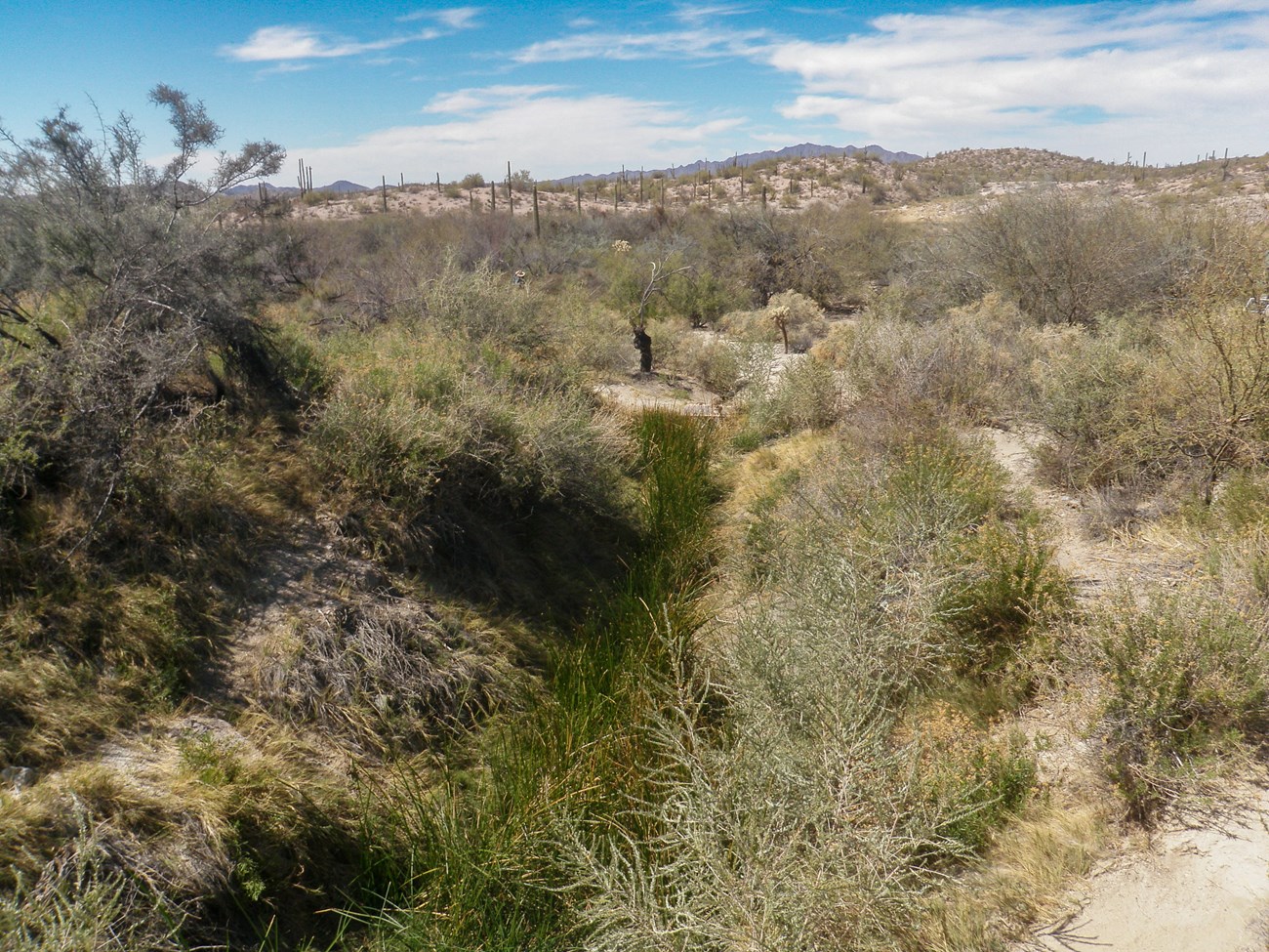 A narrow drainage is detectable underneath vegetation that is brighter green than the surrounding desert foliage.