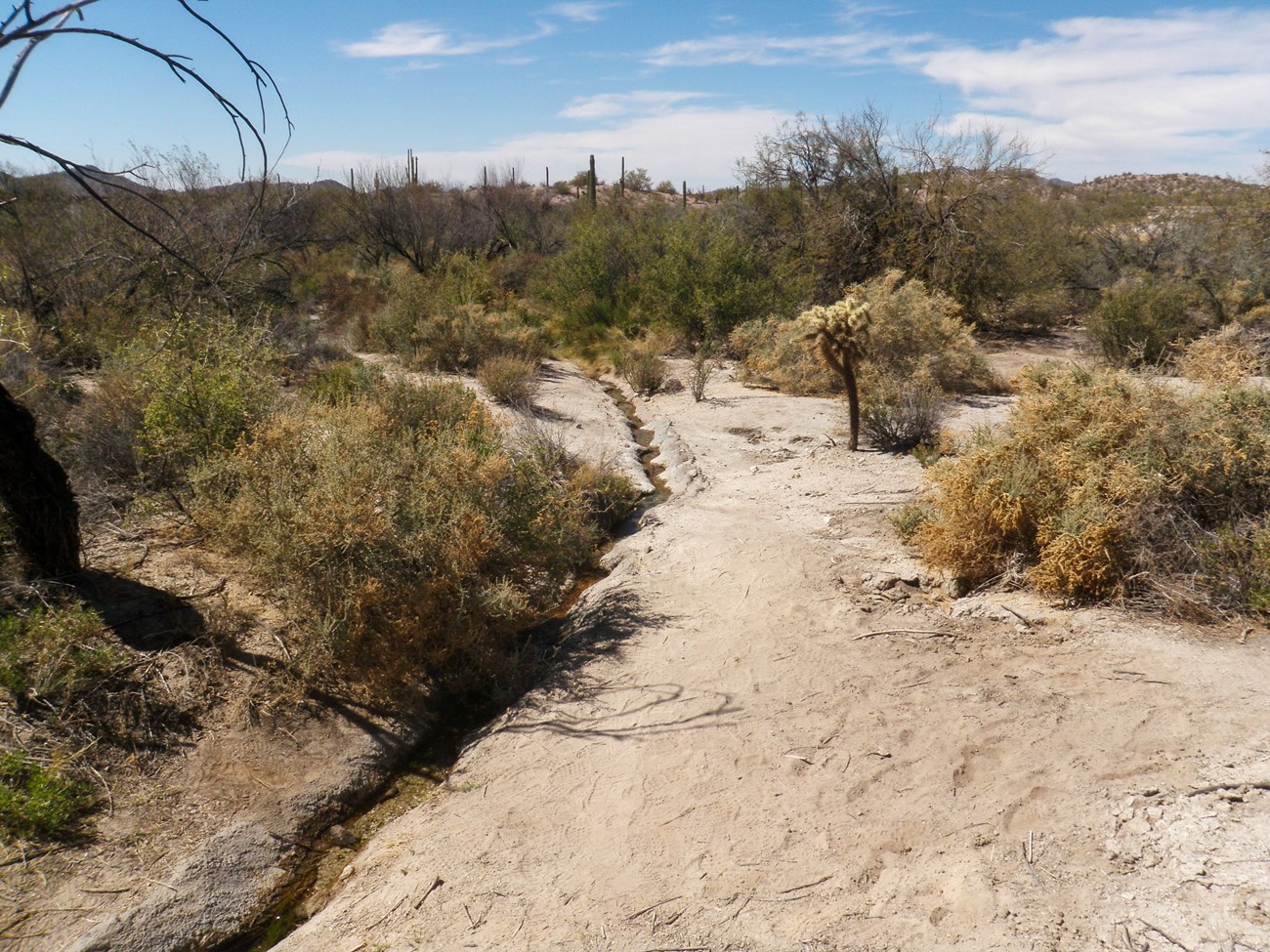 A narrow concrete channel is surrounded by desert foliage.