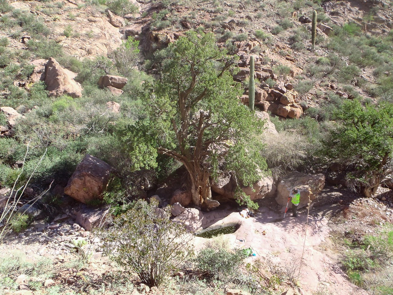 A large juniper grows on the edge of a wide drainage, with the dark water tinaja under the tree.