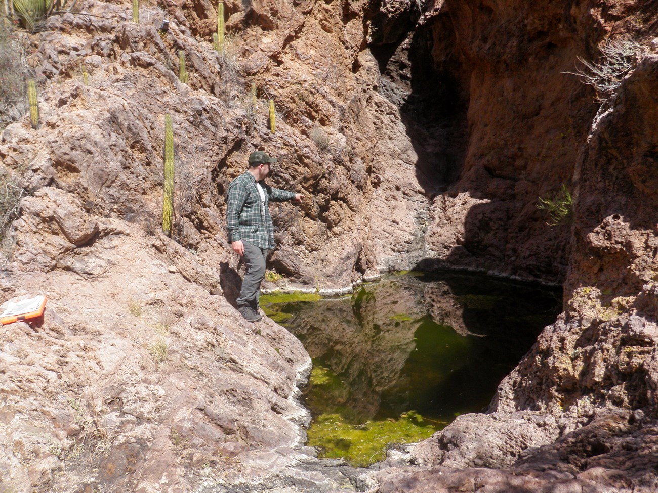 A man stands on the edge of a pool of water pointing to the other end of it. The water has bright green algae floating on top. Saguaro grow on the rock near it.