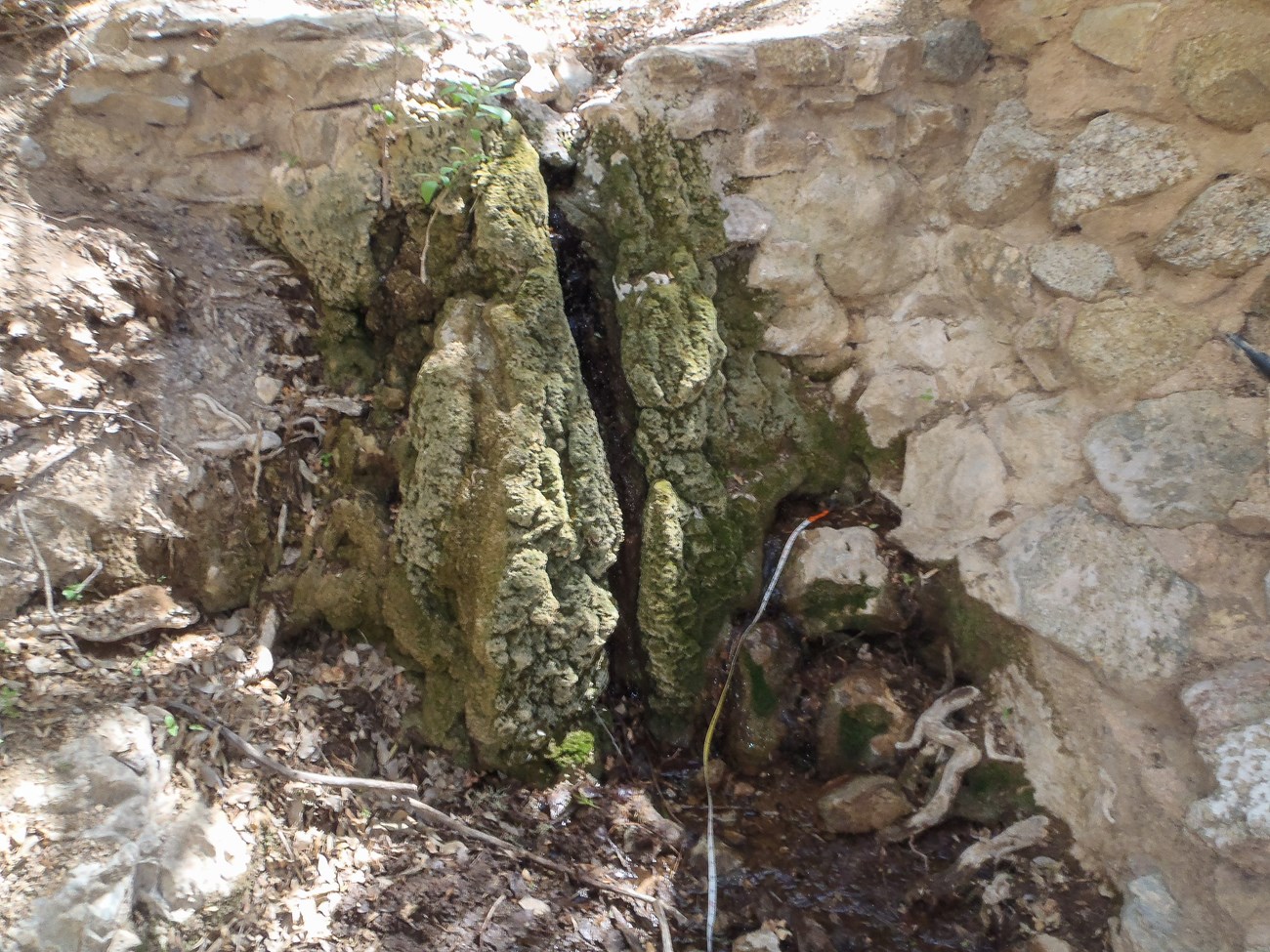 A large mossy crack in a stone and mortar wall seeps with water.