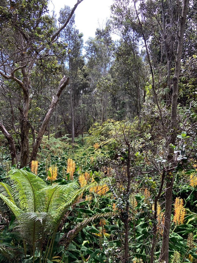Plants with yellow flowers blanket a lush forest floor.