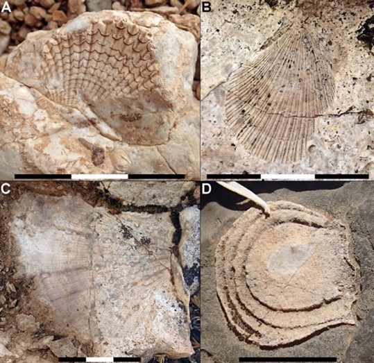 PARA Picture14 Four photos of fossils.
