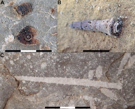 PARA Picture5 Three photos of fossils.