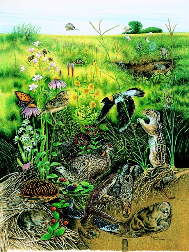 Artist cross-section rendering of above and below ground tallgrass prairie life forms.