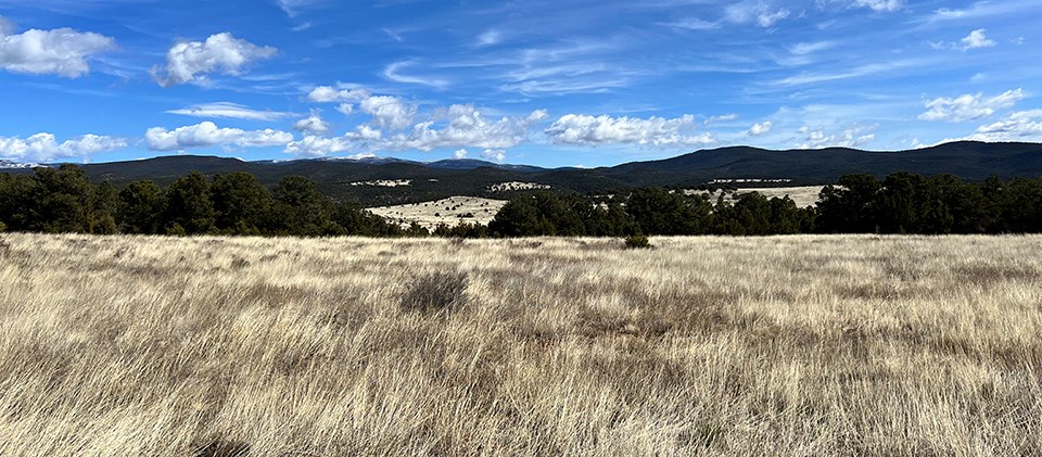 A tan grassland blows in the wind with forested mountains in the background.