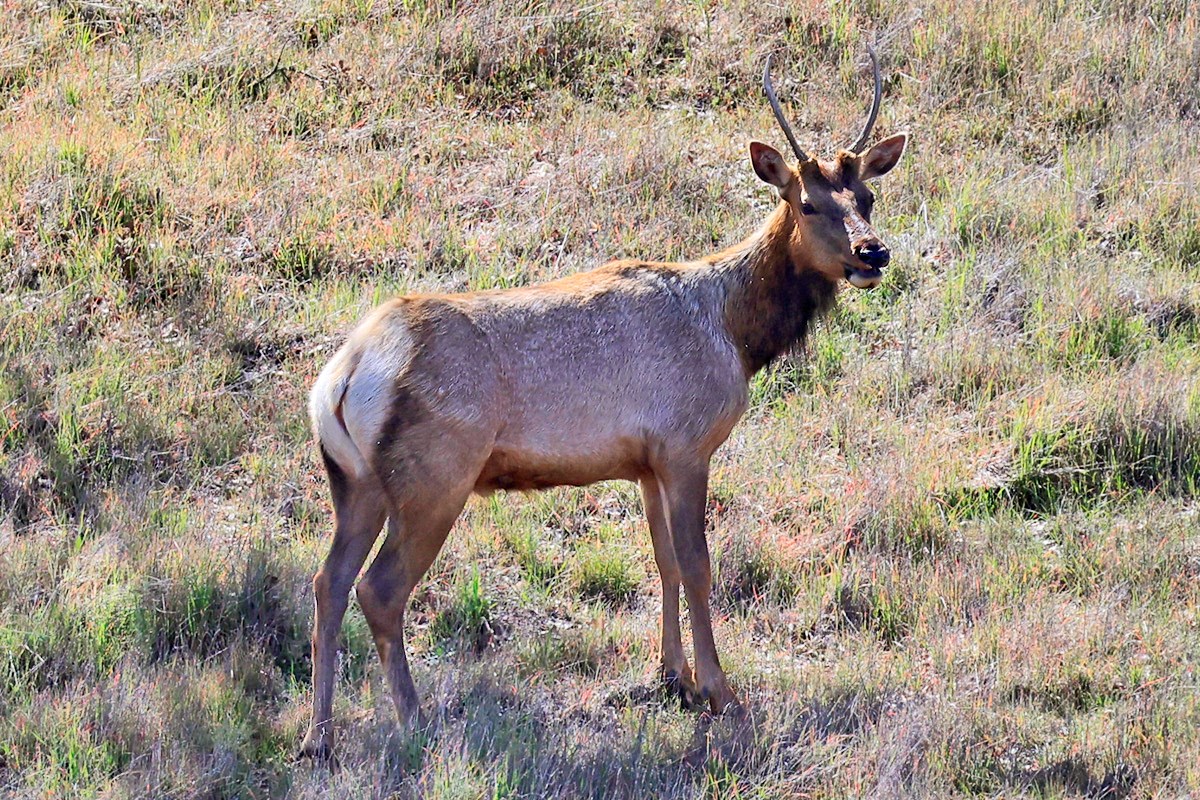 Young male tule elk Elk with small, unbranched antlers standing on a grassy hillside.