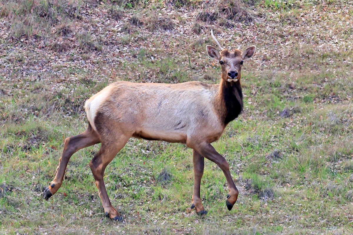 Tule elk mid-stride on a grassy hillside, looking towards the camera. It has small unbranched antlers, one much shorter than the other.