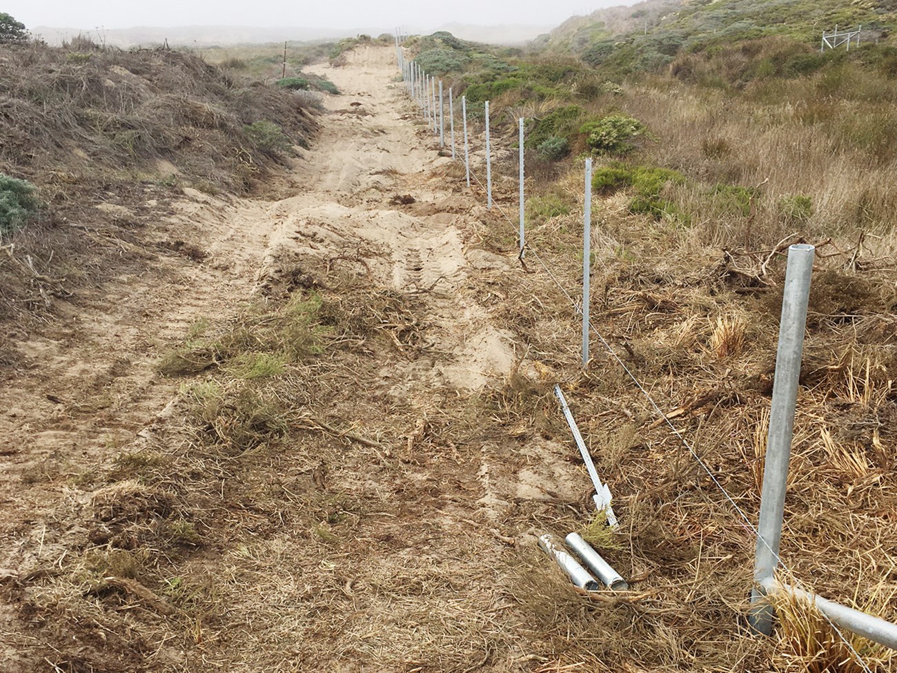 Long row of fence posts through shrub-covered sand dunes.