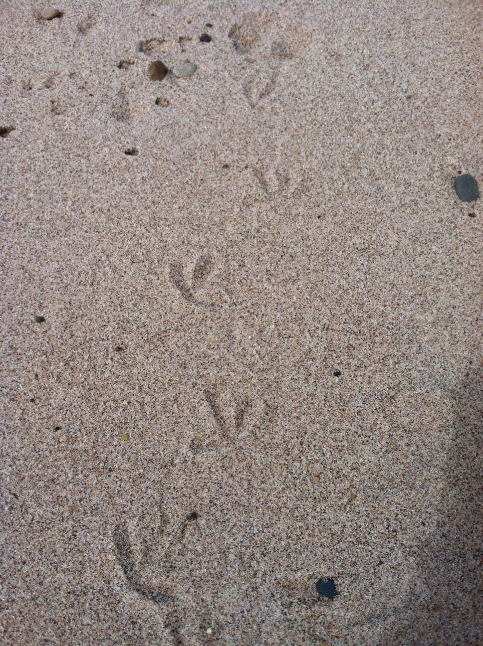 Tiny bird track in the sand. Tiny bird tracks in sand.