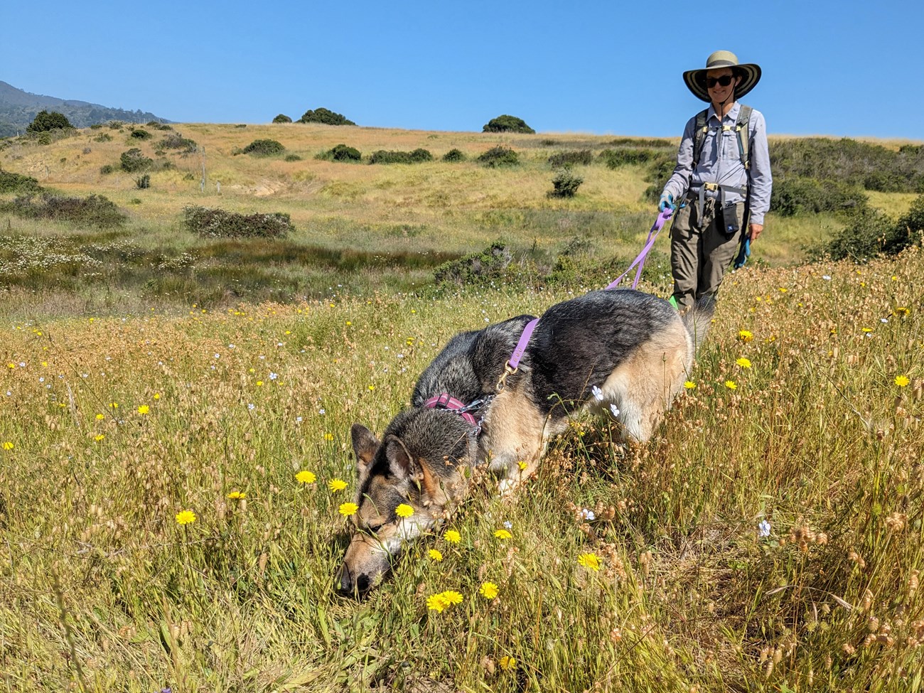 Shepherd on leash with its handler sniffing in between grasses and dandelions on a hillside overlooking a wetland.