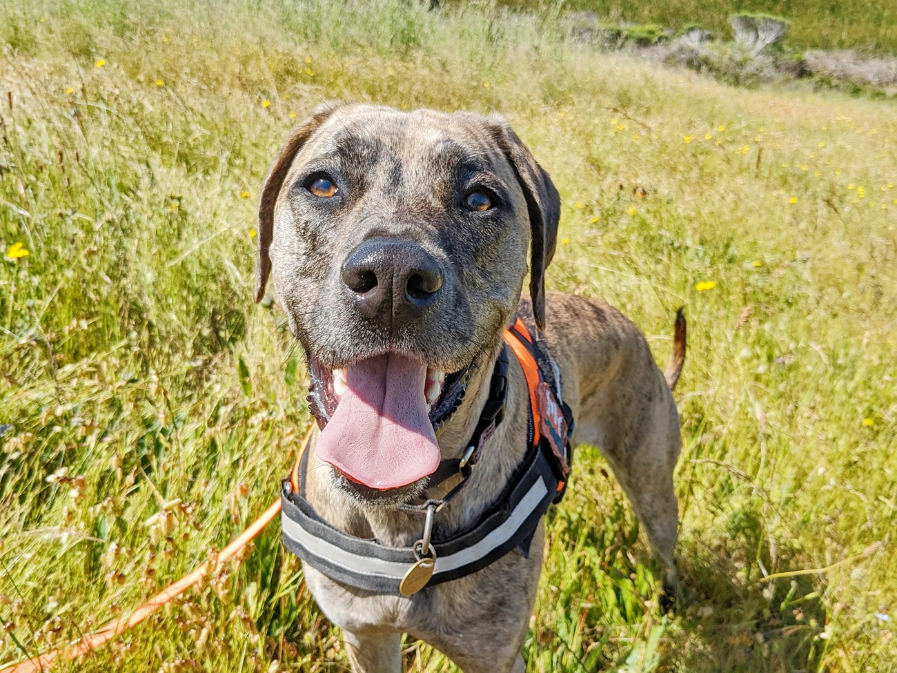 Cute dog looking right at the camera with its tongue hanging out, wearing a bright orange working dog harness with a National Park Service arrowhead patch on it.