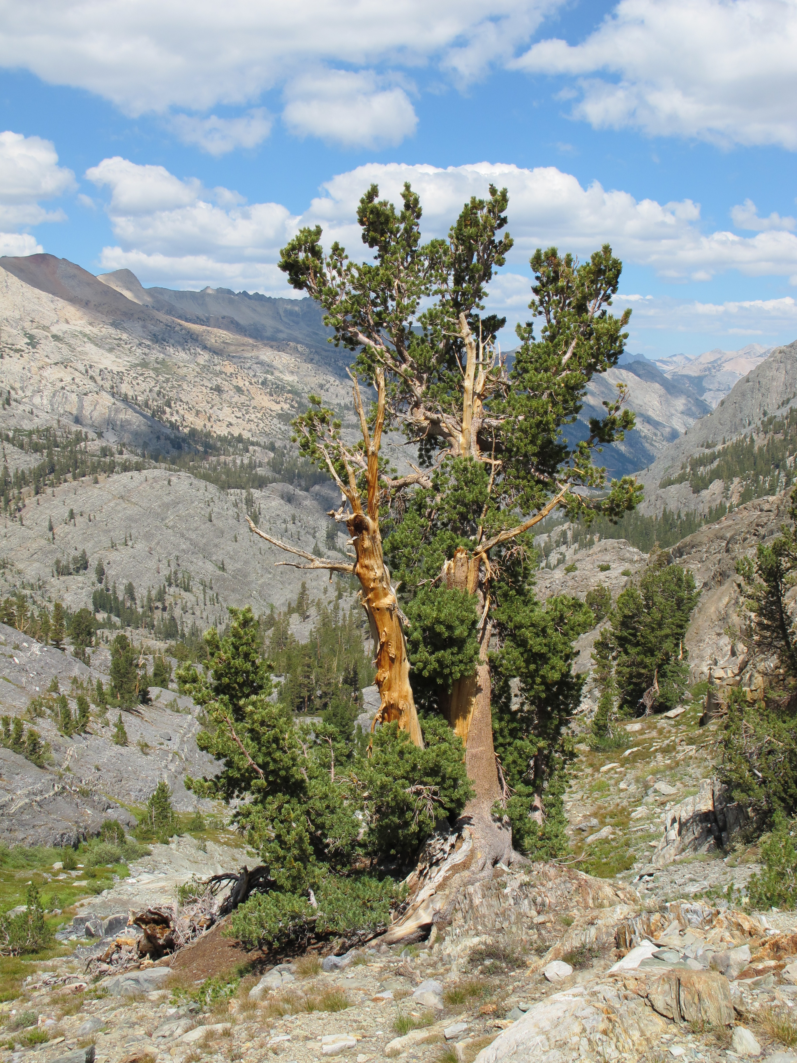 A White Pine for the Ages - Knecht's Nurseries & Landscaping