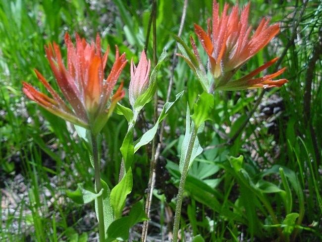 Two flowers, each with bright orange petals sticking out of green stems