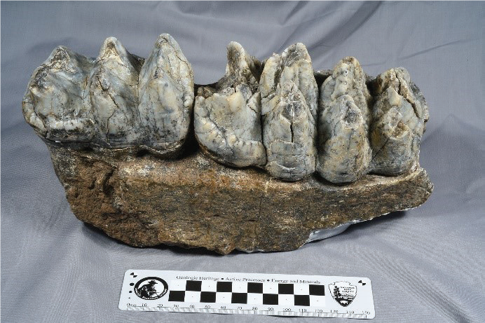 fossil jaw bone with teeth