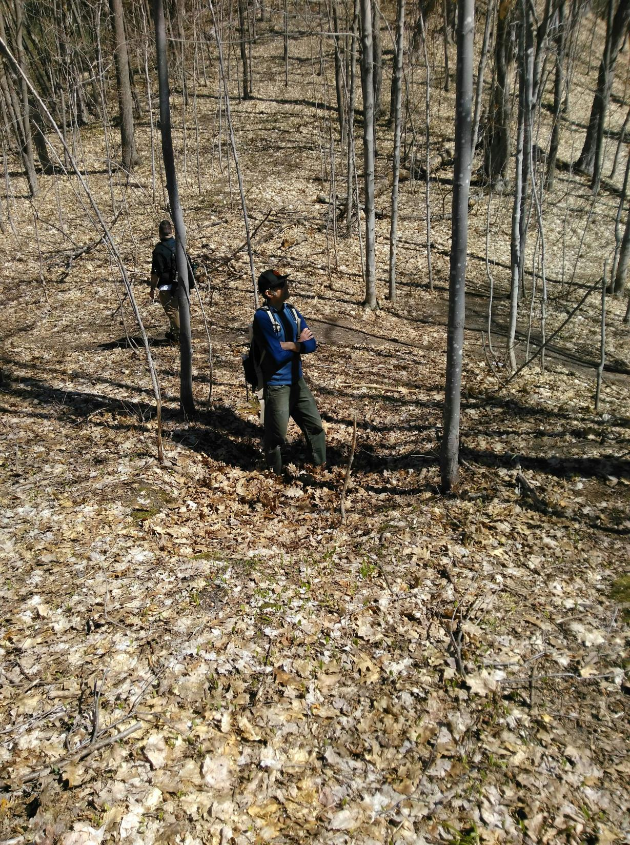 Two people stand in a hardwood forest upon a leaf littered landscape.