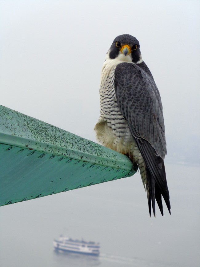 A large bird perches on a green metal spike above water and a large boat.