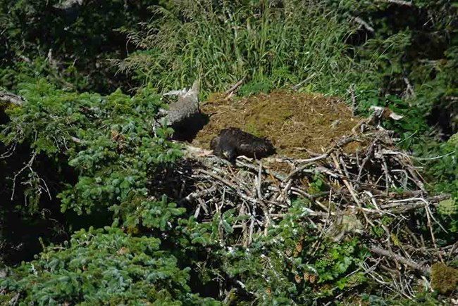 A bald eagle nest with checks in it.