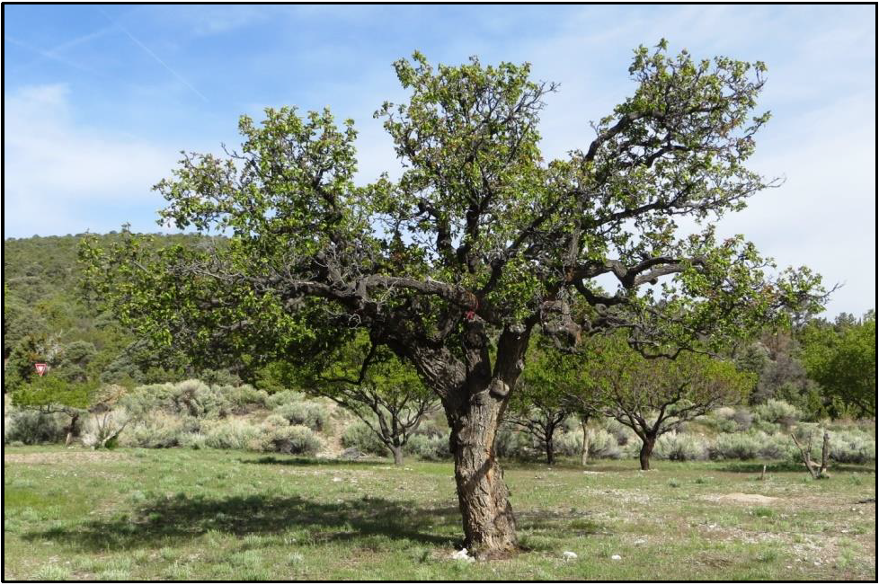 Historic Moorpark variety apricot tree in Lehman Orchard