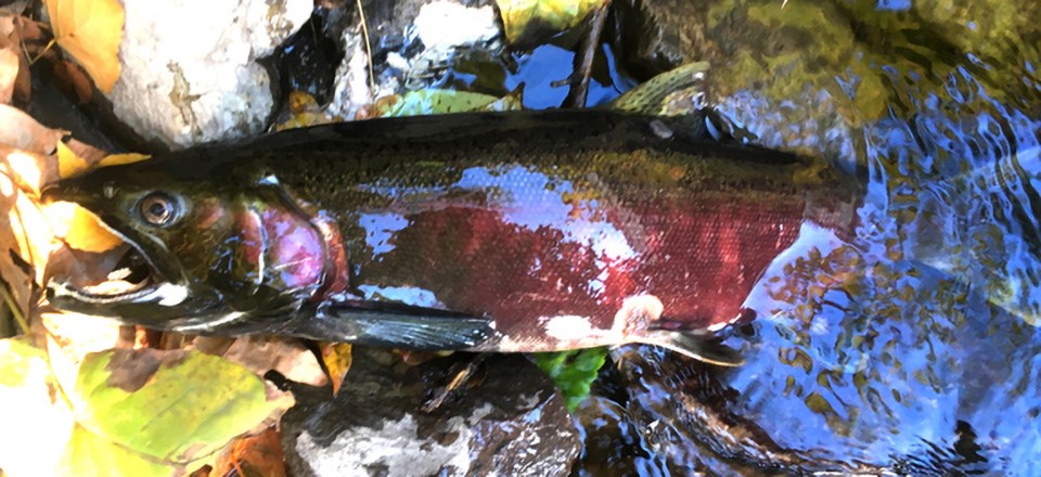 Coho carcass on the side of a creek still carrying eggs.