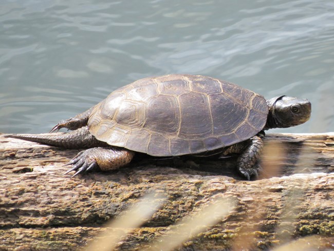 A Record Year For Western Pond Turtle Reintroductions Us National Park Service 