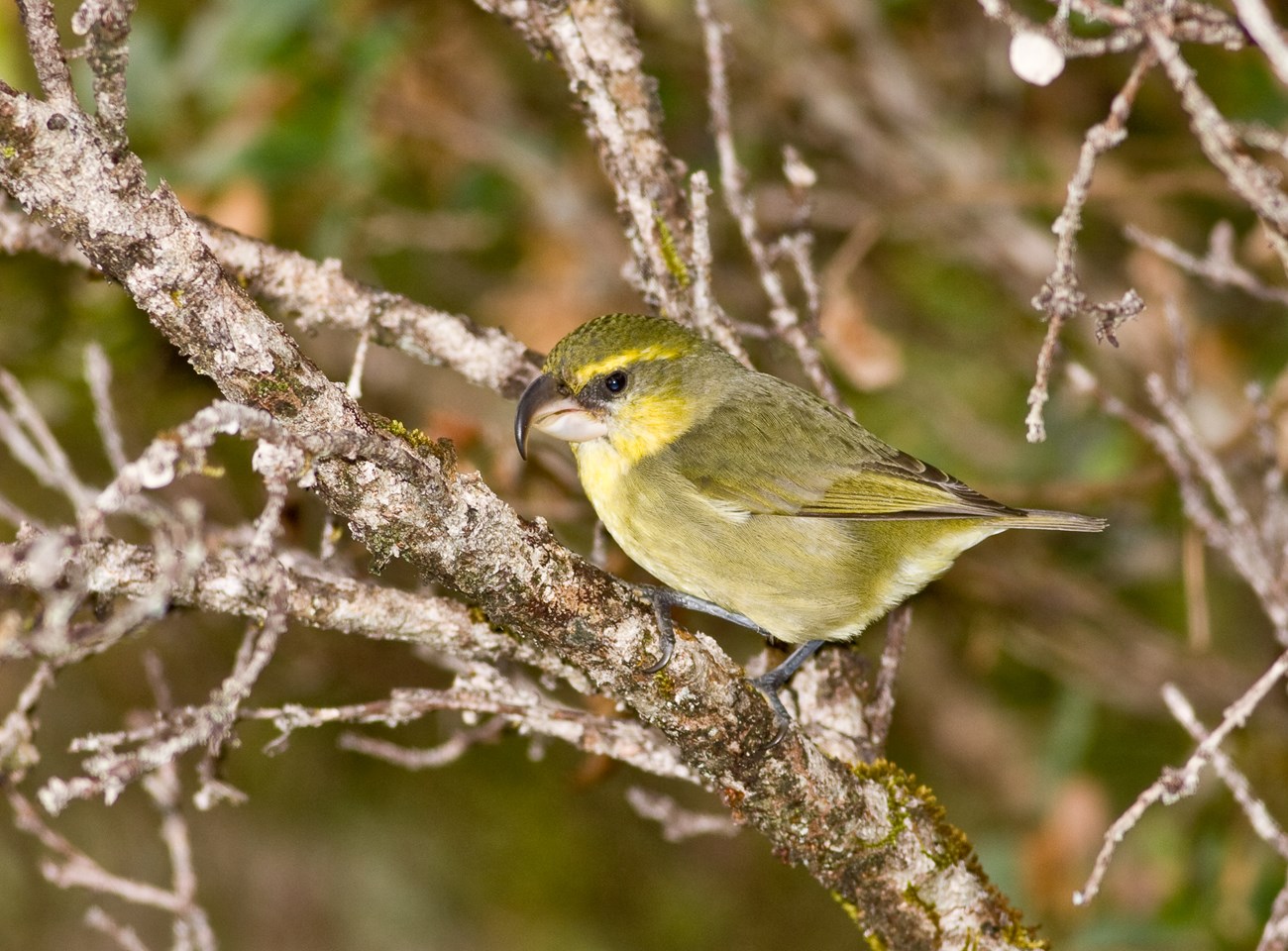 Yellow and green Kiwikiu bird takes a rest on a branch