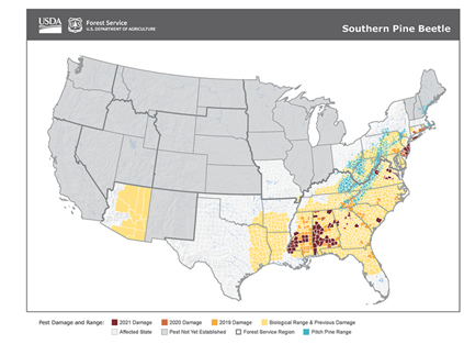 A map of the US showing regions of outbreak of the southern pine beetle, with a scale of yellow to red showing the severity of the outbreak.