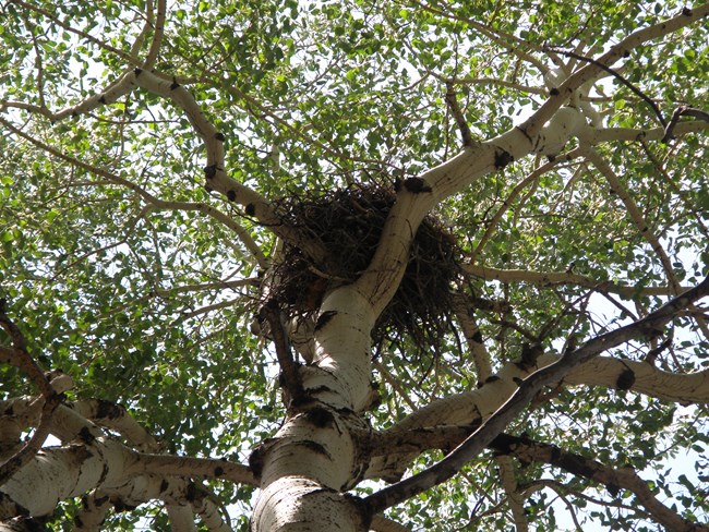 A nest up in an Aspen Tree.