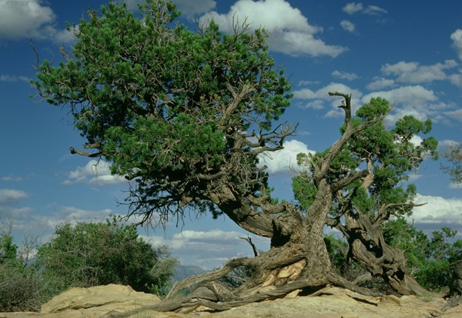 Two-Needle Piñon Twisted pine tree with blue skies dotted with clouds in the background