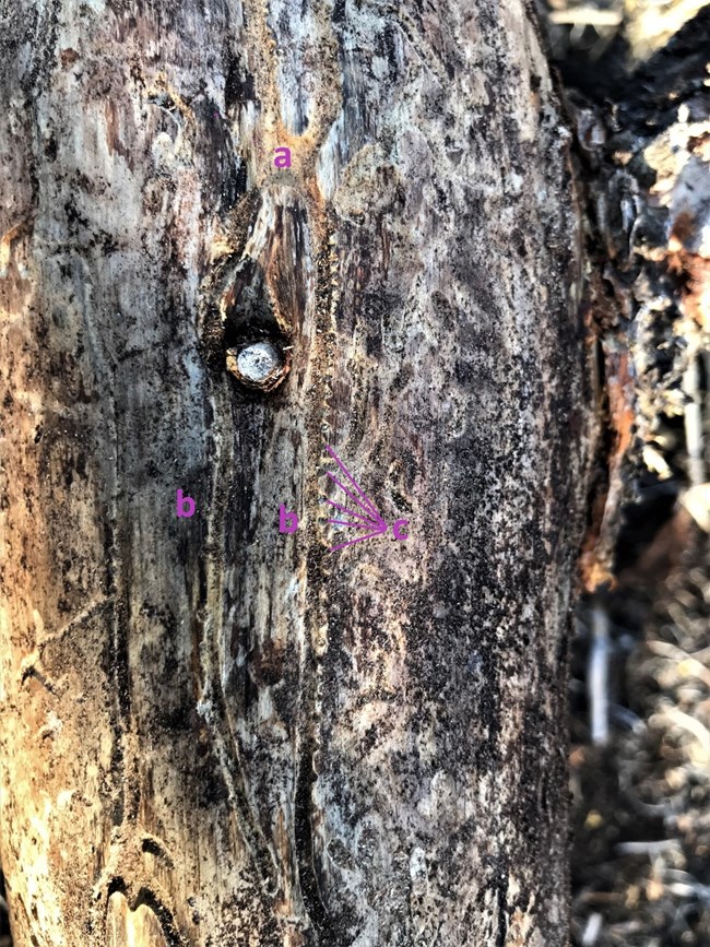 Pinyon engraver beetle nupital chambers Pinyon engraver beetle nuptial chamber, egg galleries, and niches where eggs are laid