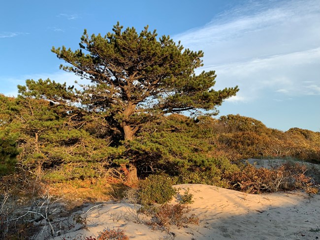 A pitch pine growing above the other brushy vegetation in a sandy environment with a blue sky in the background.