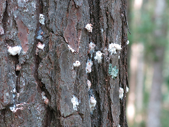 Popcorn-like residue oozes out of the side of a pine tree.