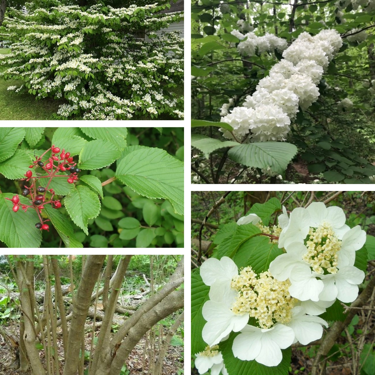 A collage of viburnum plicatum photos showing showball shaped flower clusters, bark, fruit, and overall plant shape