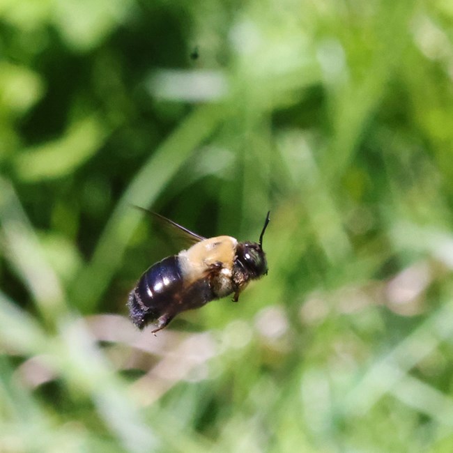 Side view of a black and yellow bee in flight against a blurred background of greenery.