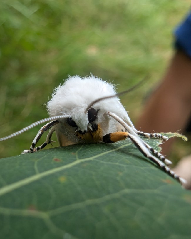 A white fuzzy bug faces forward, resting on a green leaf. The bug has long white legs with black spots, and striped antennas.