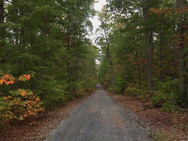 Photo of gravel road extending in distance, framed by thick forest.