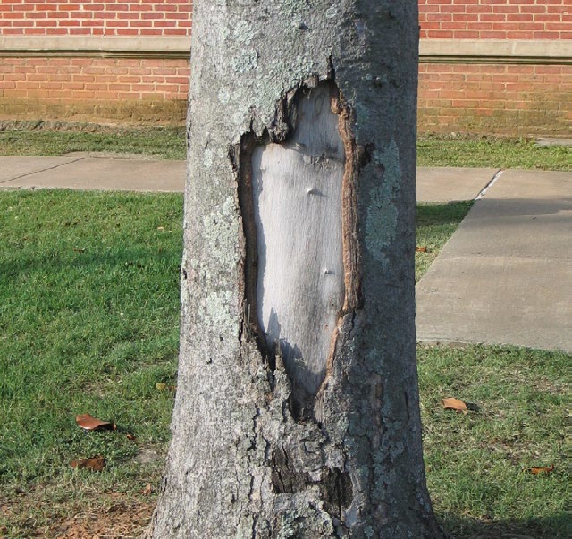 How To Repair A Damaged Tree Trunk