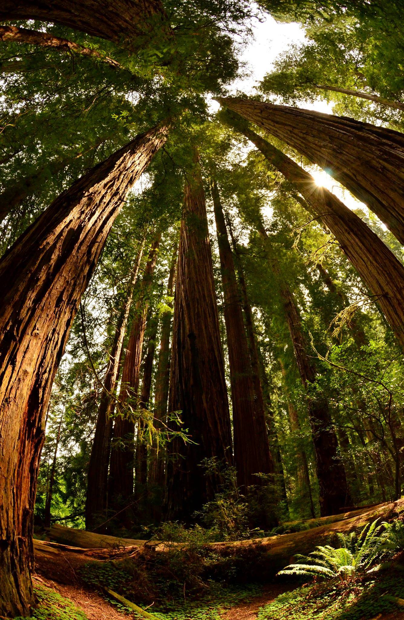 Restoring Iconic Redwood Forests and Watersheds (US National Park Service)