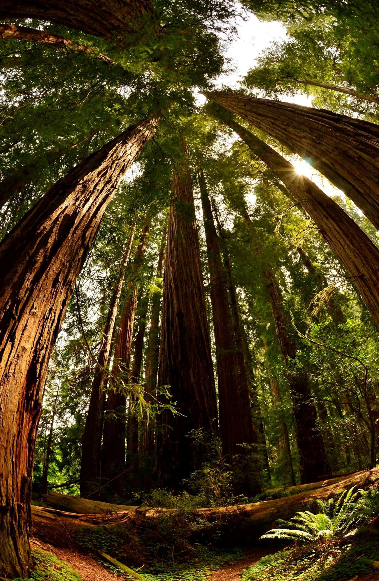 A fisheye view of the treetops of a redwood forest