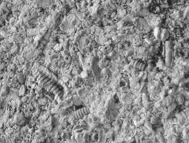 Reflecting-Pool-Picture2-landscape Photo of a slab of rock with many small fossils.
